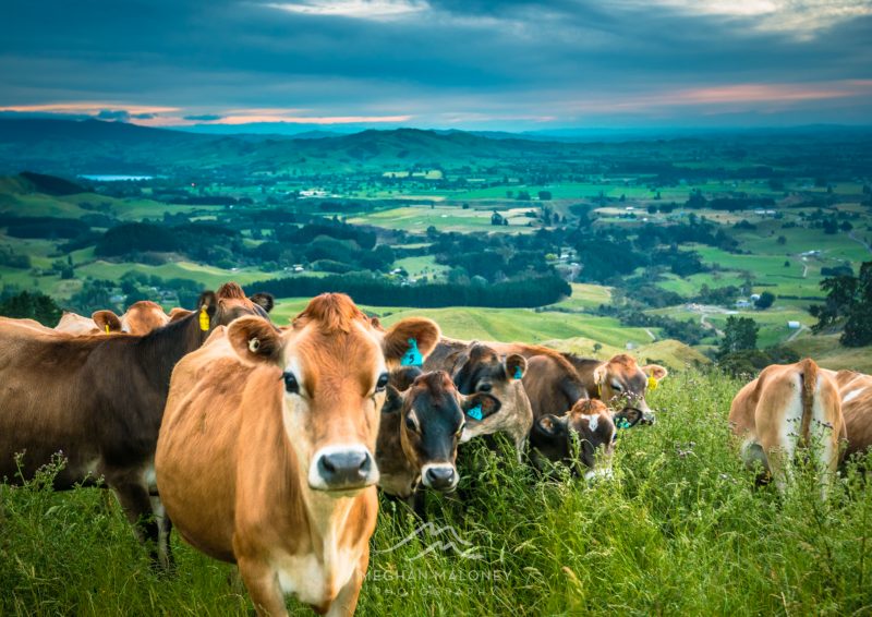 Curious Cows on Maungakawa Hill