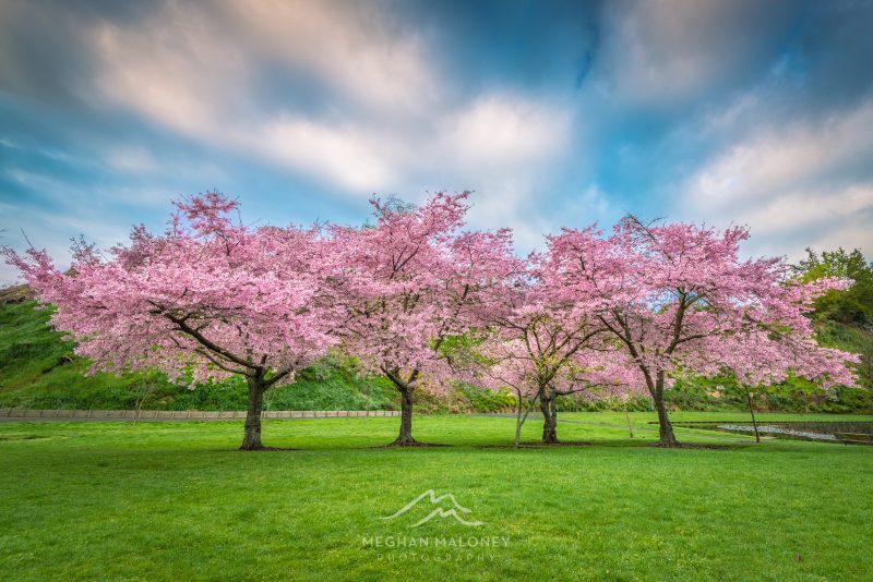 Spring cherry blossoms at Lake Te Koutu