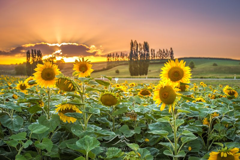 Sunflowers in golden evening light